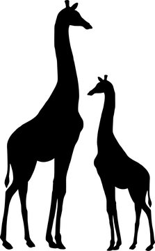 two giraffes 