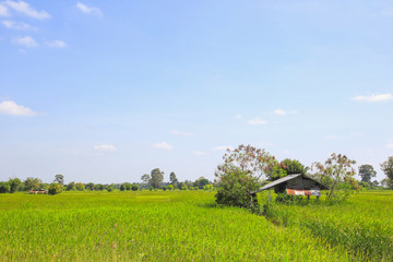 Fototapeta na wymiar Cottage and green paddy field with blue sky. Nature composition