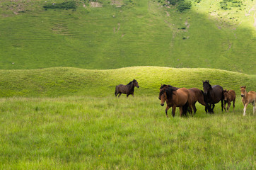 Herd of horses in the mountains are