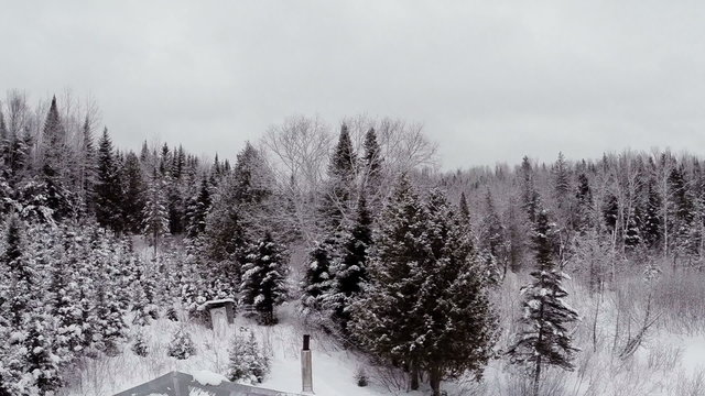 Aerial Video of Spruce, Pine and Fir Forest in Winter after a snowfall
