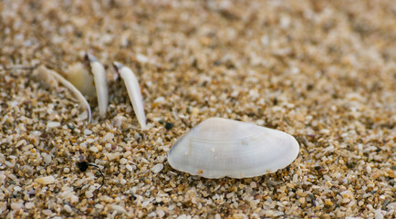 Fototapeta na wymiar Sea shells on sand. Summer beach background.