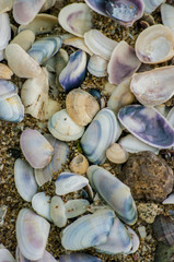Sea shells on sand. Summer beach background.
