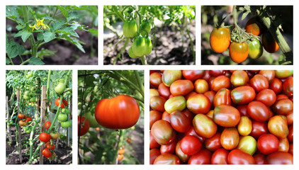 
Tomatoes collage