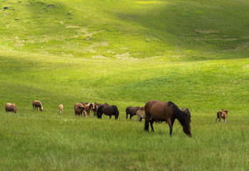 Herd of horses are on pasture slowly