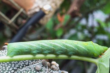 Close up green caterpillar eating green leaf