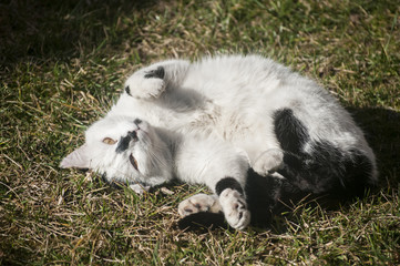 Whiite spotted cat lying on garden lawn in sunny day