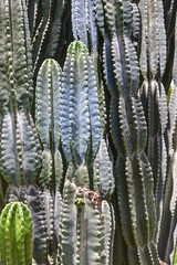 Cactus plant (Cactaceae), Lake Nakuru National Park, Kenya, East Africa, Africa