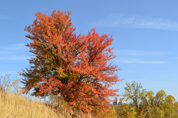 красное дерево на фоне неба