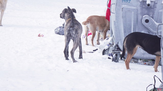 Dogs on snow in garbage