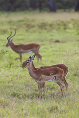 Grupe weiblicher Impalas, Schwarzfersenantilope (Aepyceros melampus),hinten männliches Impala,...