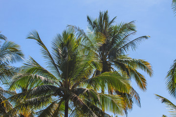 Obraz na płótnie Canvas Palm tree with coconut