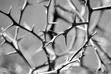 Vicious thorns on bush. Sharp and threatening thorns on a plant in black and white
 - obrazy, fototapety, plakaty