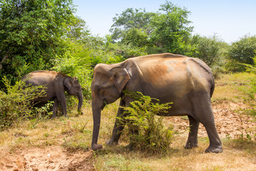 Fototapeta premium elephant