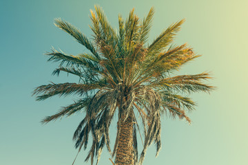 Fototapeta na wymiar Palm tree in Erg Chebbi, at the western edge of the Sahara Deser