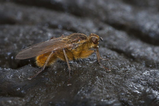 Scathophaga stercoraria, mosca amarilla del estiércol