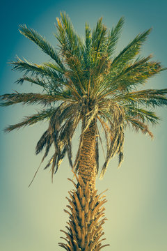 Palm tree in Erg Chebbi, at the western edge of the Sahara Deser