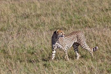Cheetah (Acinonyx jubatus), Masai Mara National Park, Kenya, East Africa, Africa