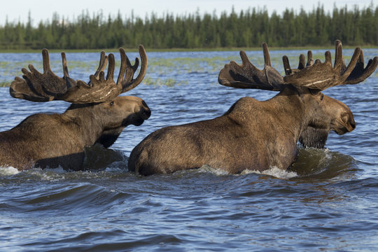 Two moose swimming in the lake. Reserve Eselyah. Yakutia. Russia.