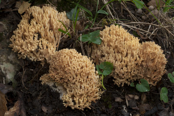Seta coral Ramaria