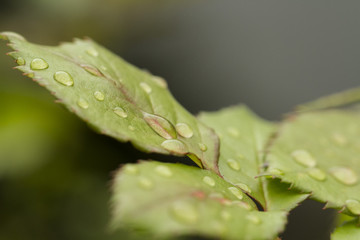 Raindrops on rose leaf