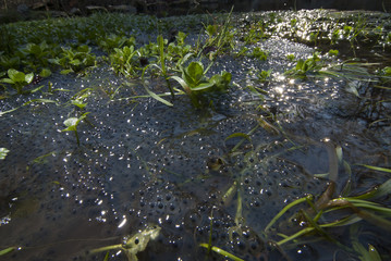 Huevos de rana bermeja
