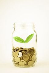 Growing plant on coin money in the bottle for money concept
