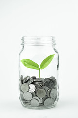 Growing plant on coin money in the bottle for money concept

