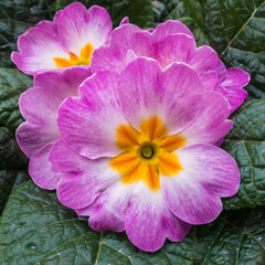 Pink Primrose