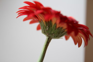 Red gerbera flower
