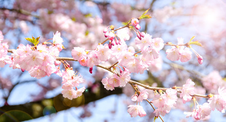 Spring Dream : Japanese cherry blossoms :)