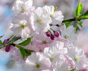 Spring Dream : Japanese cherry blossoms :)