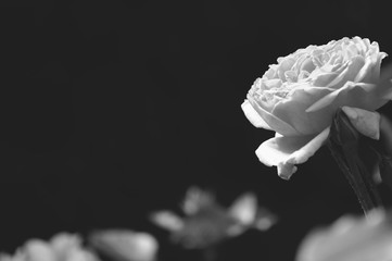 róża, czarno białe, black white