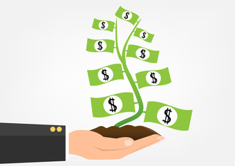 Money plant banknote grow on businessman hand holding. 