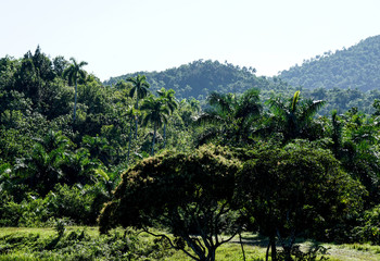 Obraz premium Tropical Forrest with palms