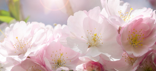 Spring Dream : Japanese cherry blossoms :)