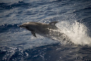 Fototapeta premium Grand dauphin, tursiops aduncus, Tristan da Cunha, Territoire britannique
