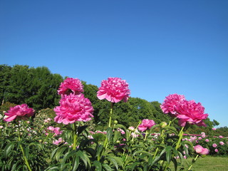 Many beautiful blooming peony flowers 