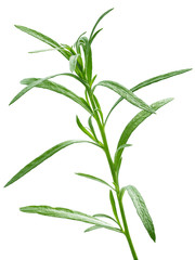 Fresh tarragon (Artemisia Dracunculus)