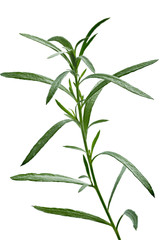 Fresh tarragon (Artemisia Dracunculus)