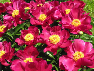 Beautiful blooming peony flowers in summer 