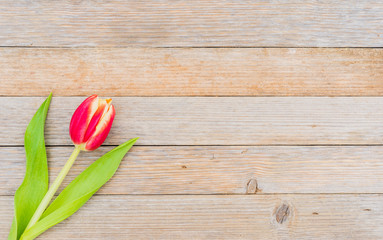 Rote Tulpe Frühlingsblume