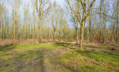 Path through a forest in winter