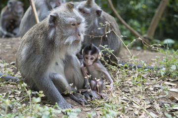Familia de monos en la jungla. Baili, Indonesia