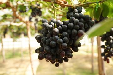 bunches of red grapes in the vineyard
