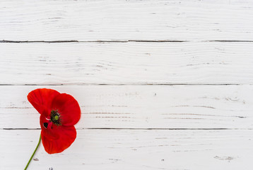 Fototapeta premium Rote Mohn Blüte auf Holz Hintergrund Weiß