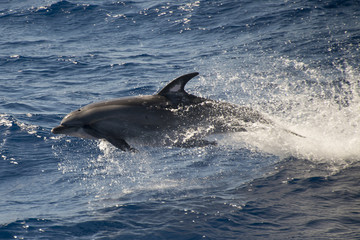 Fototapeta premium Grand dauphin, tursiops aduncus, Tristan da Cunha, Territoire britannique