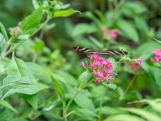 Butterfly in the Garden