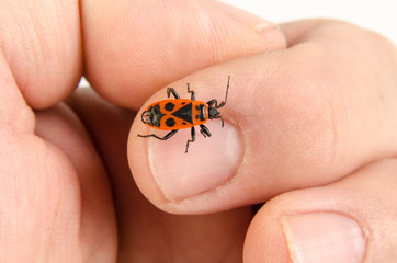 Pyrrhocoris apterus on finger
