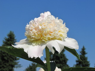 White peony flower in the sky