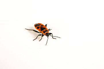 Pyrrhocoris apterus